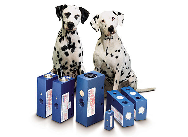 Aladco_Dogs